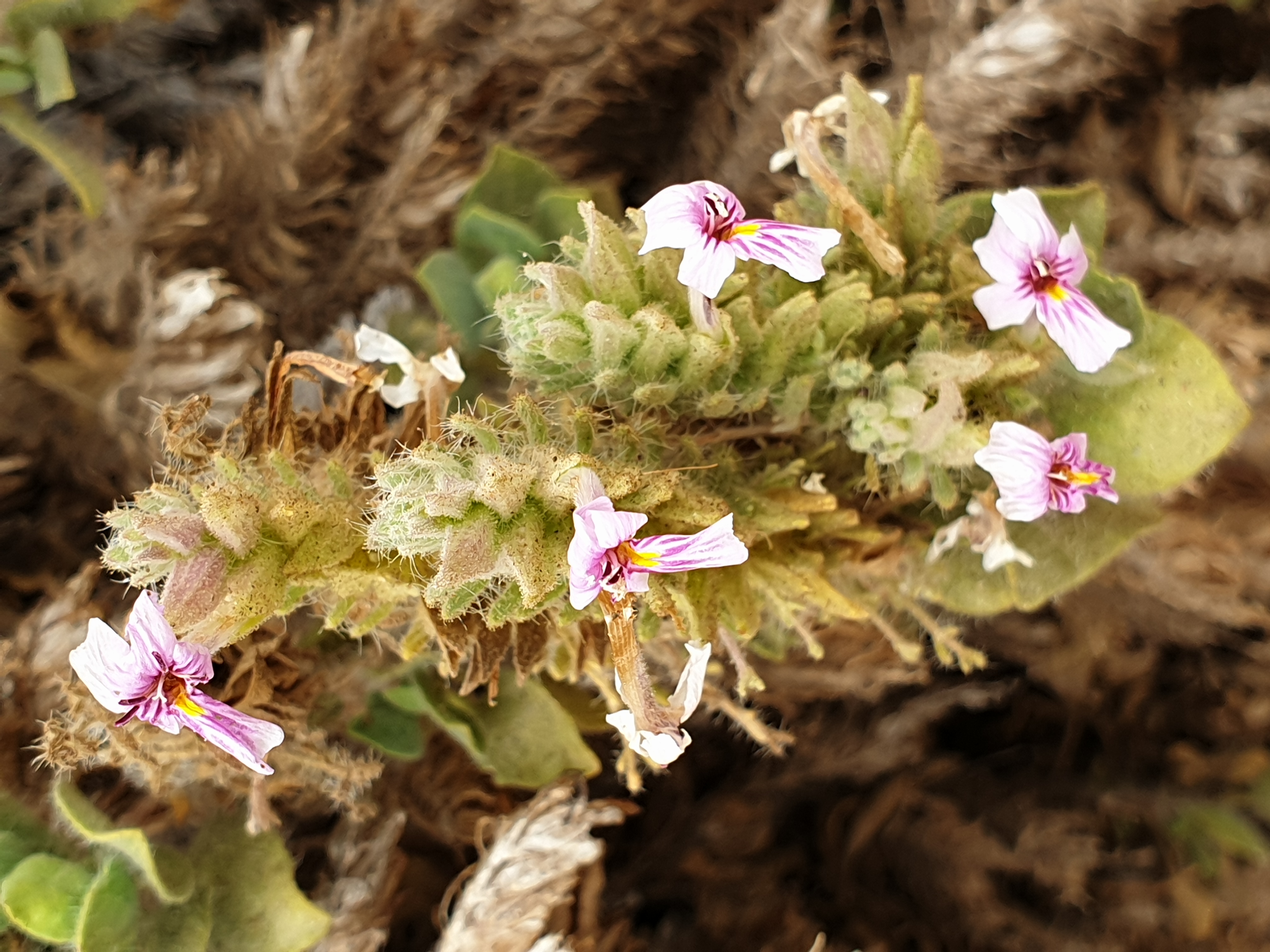 Bougie du bushman (Bushman's candle, Mansonia ou Sarcocaulon patersonii), gros plan, Vallée de l'Hoarusib, Parc National de la Côte des Squelettes, Namibie.